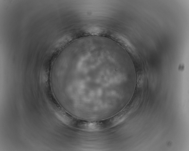 X0000094460365200711151455