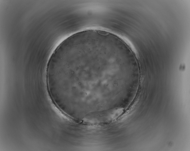 X0000094460903200711151447