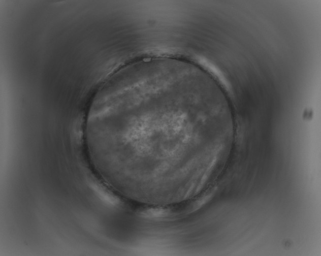 X0000094460065200711211550