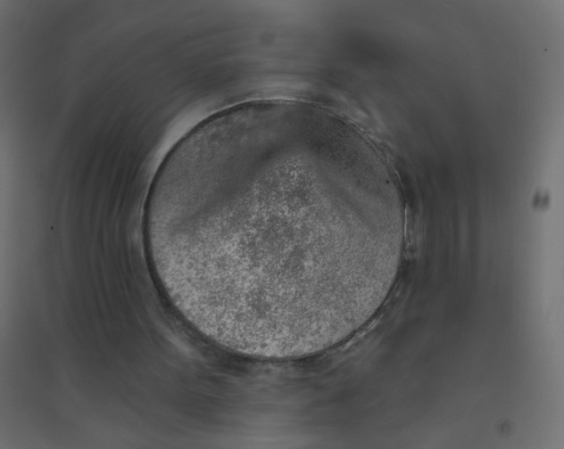 X0000094460099200711211550