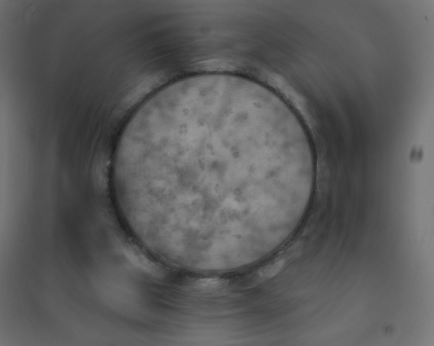 X0000094460153200711211548