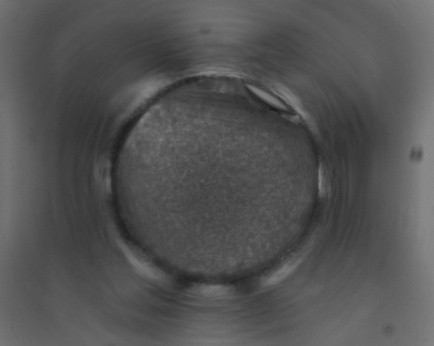 X0000094460205200711211548