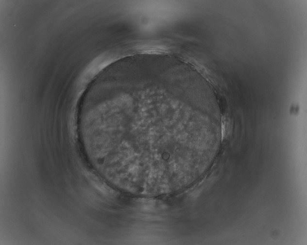 X0000094460339200711211545