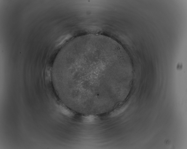 X0000094460432200711211545