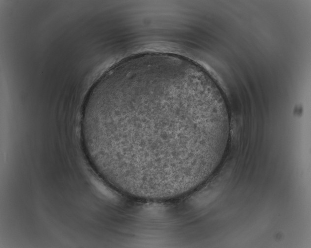 X0000094460445200711211544