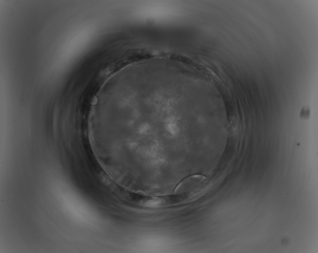 X0000094460527200711211543