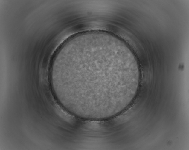 X0000094460828200711211539