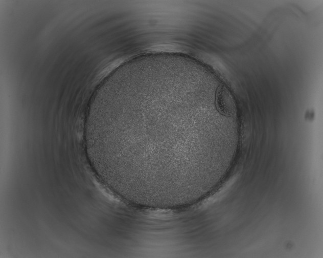 X0000094460833200711211539