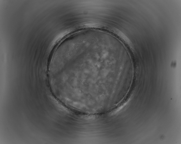 X0000094460930200711211537