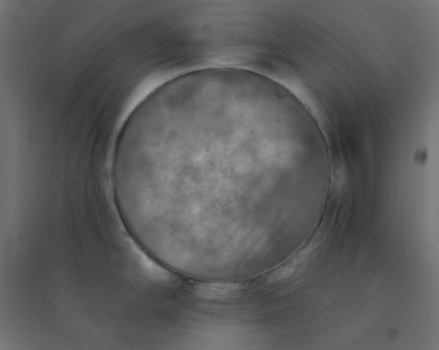 X0000094461294200711211532