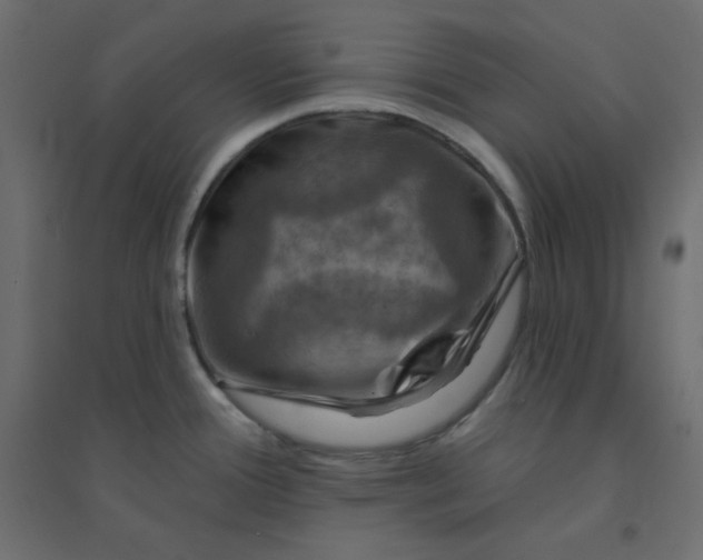 X0000094461388200711211531