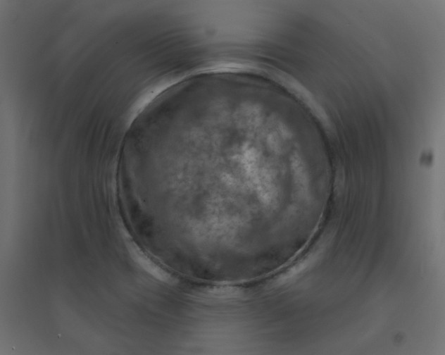 X0000094461417200711211530