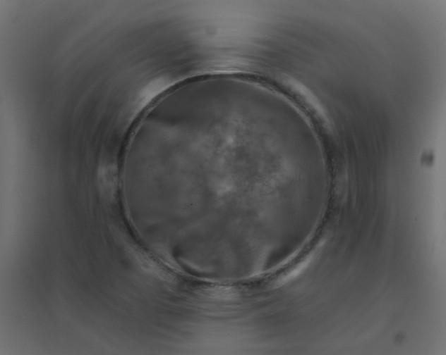 X0000094461457200711211530