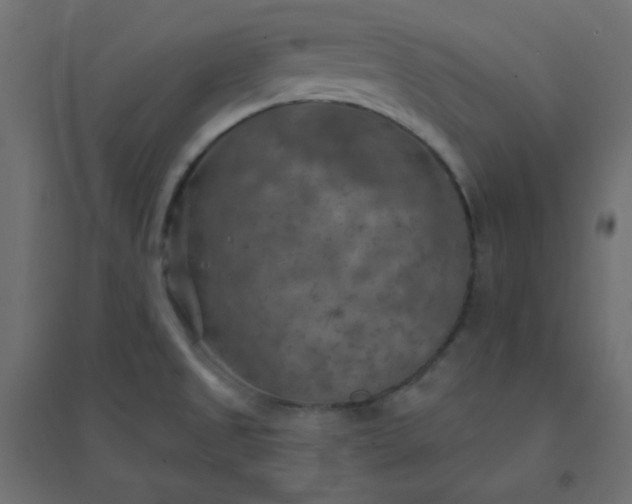 X0000094461525200711211529