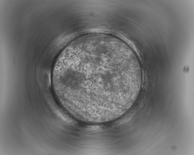 X0000094460061200711291731