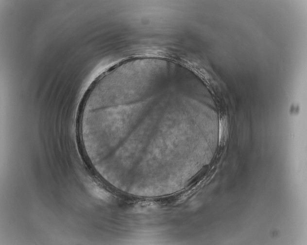 X0000094460195200711291729