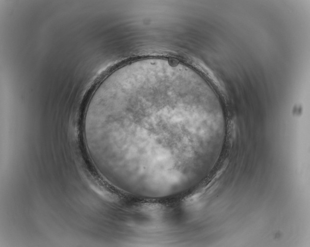 X0000094460203200711291729