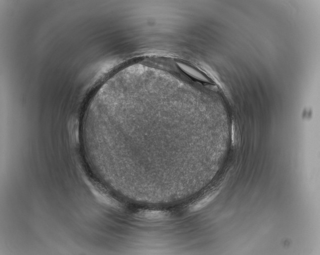 X0000094460205200711291729