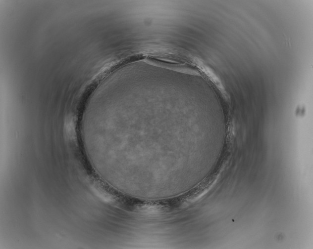 X0000094460209200711291729