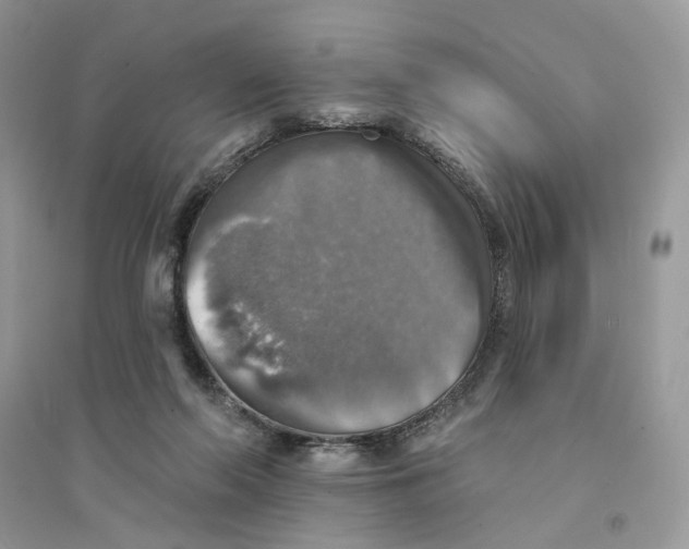 X0000094460214200711291729