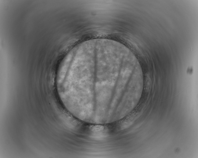 X0000094460230200711291729