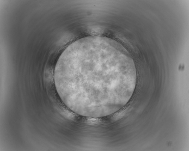 X0000094460240200711291729