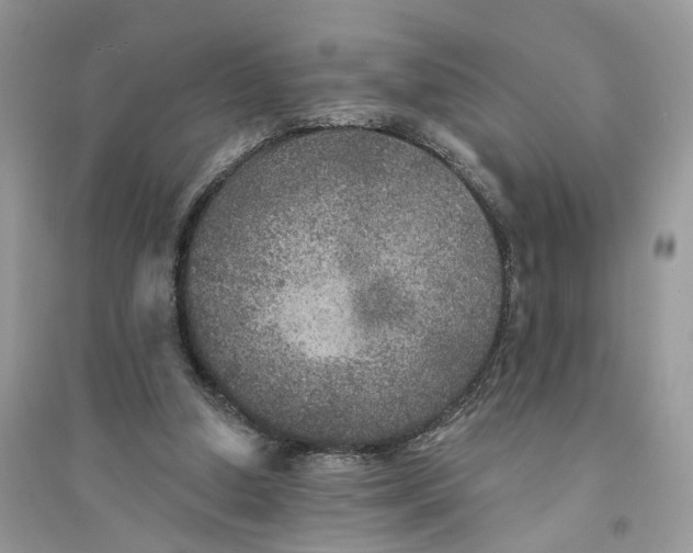 X0000094460250200711291728