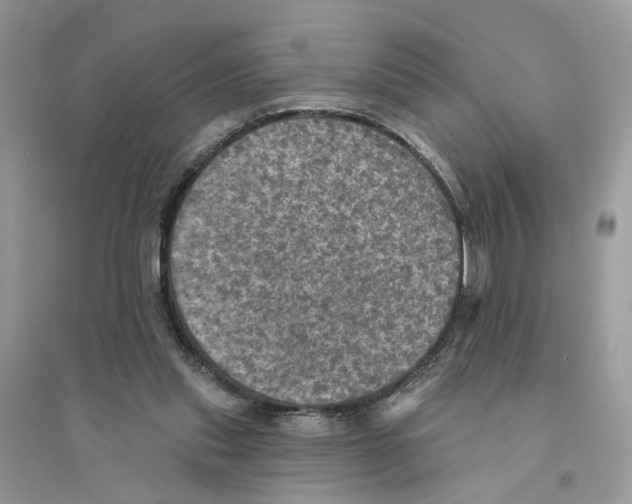 X0000094460253200711291728