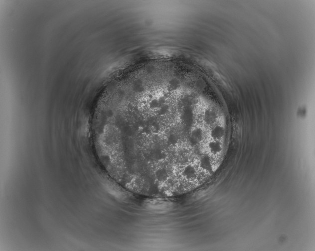 X0000094460331200711291727