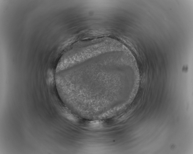 X0000094460335200711291727