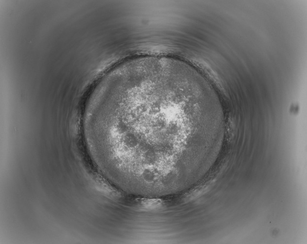 X0000094460355200711291727