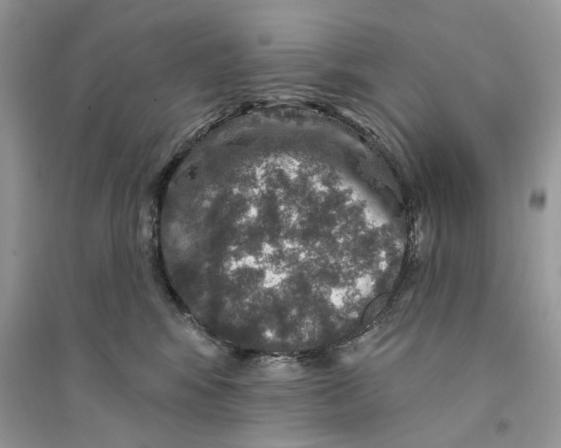 X0000094460424200711291726