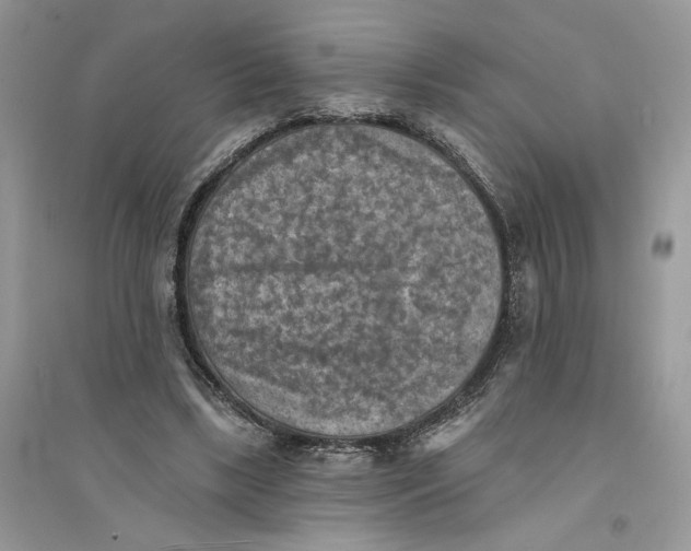 X0000094460443200711291725