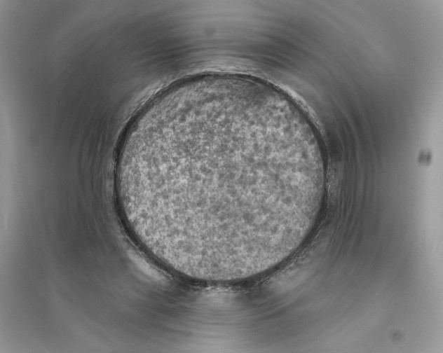 X0000094460445200711291725