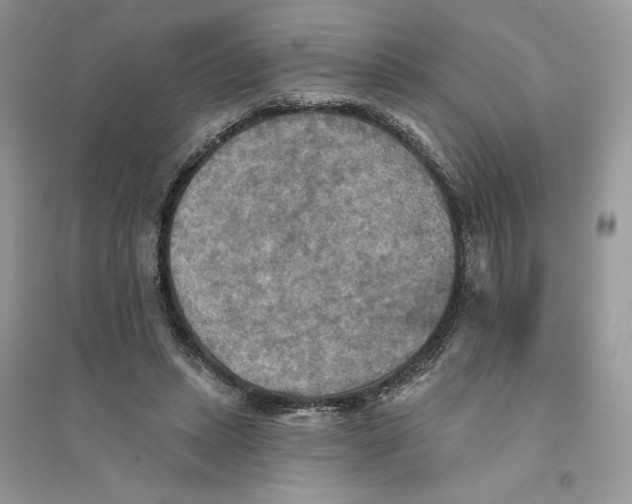 X0000094460447200711291725