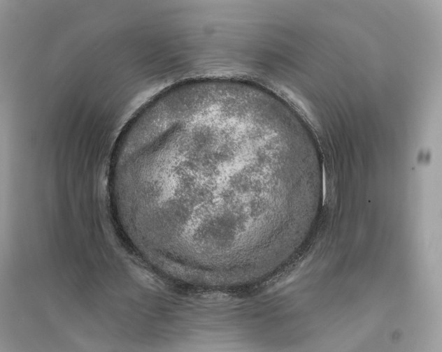 X0000094460483200711291725