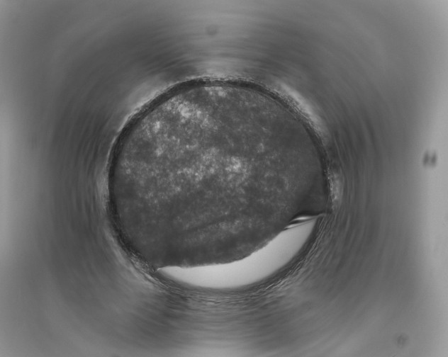 X0000094460488200711291725