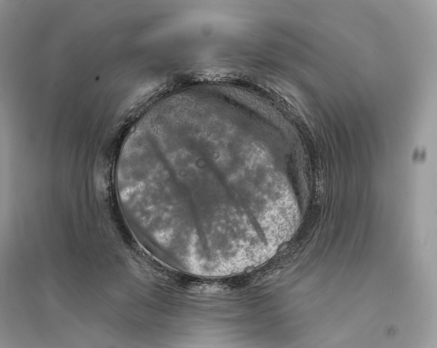 X0000094460503200711291725