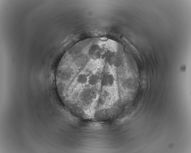 X0000094460523200711291724