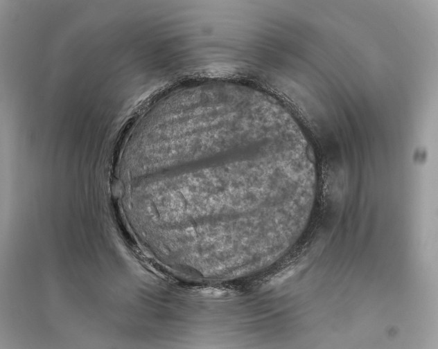 X0000094460542200711291724