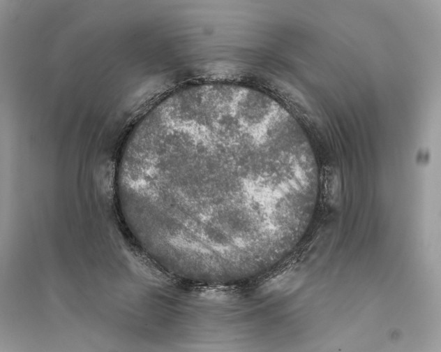 X0000094460550200711291724