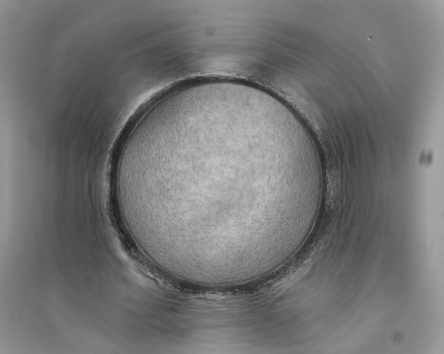 X0000094460580200711291724