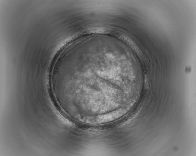 X0000094460725200711291721