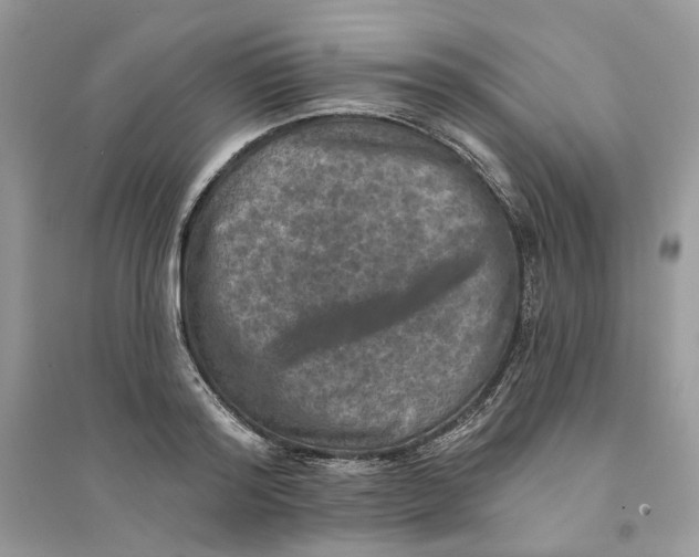 X0000094460796200711291720