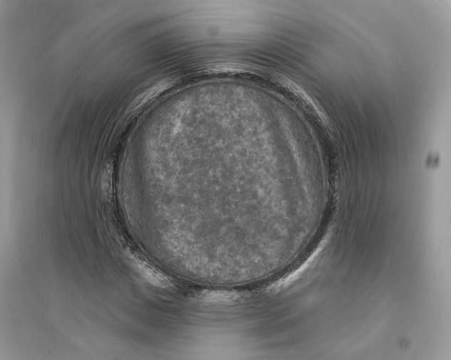 X0000094460825200711291720