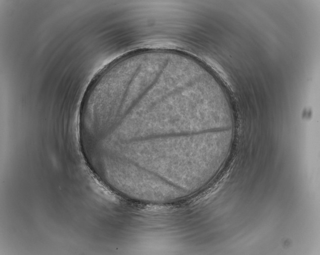 X0000094460840200711291720