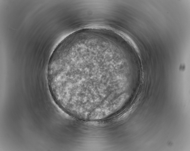 X0000094460855200711291720