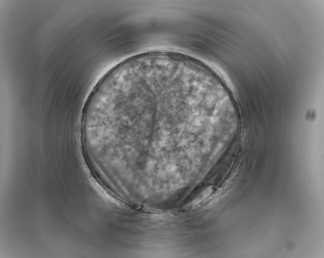 X0000094460903200711291719