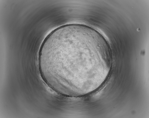 X0000094460996200711291718