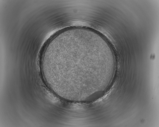 X0000094461022200711291717